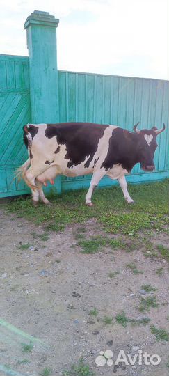 Корова молочная
