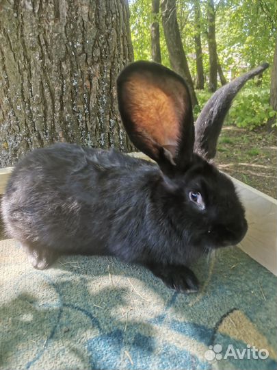 Ризен - фландер