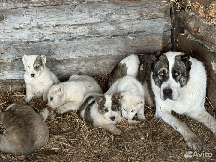 Щенки сао алабай