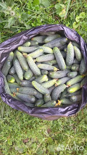 Огурцы свежие домашние