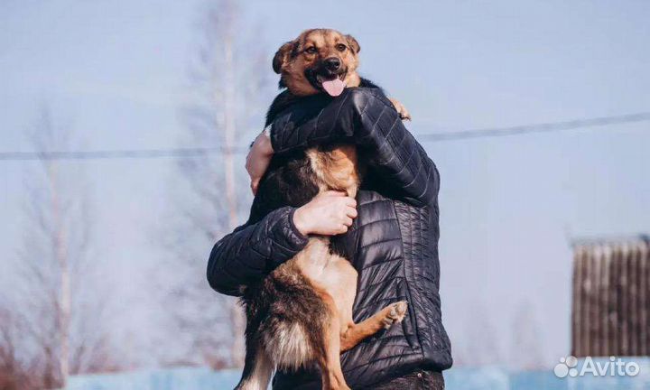 Собака в добрые руки