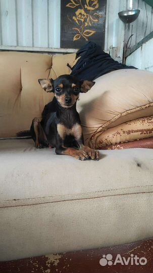 Мини той-терьер