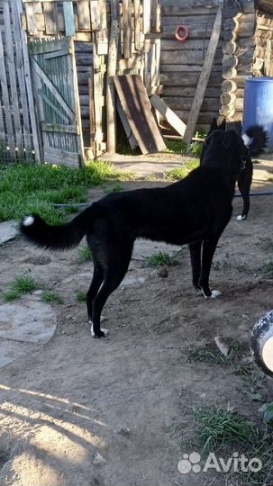 Два достойных молодых охранника в частный дом