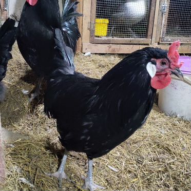 Инкубационное яйцо породных Кур