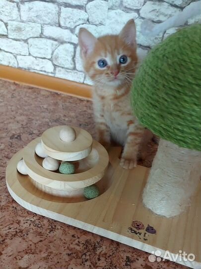 Котик (1,5 мес) Чеддер в добрые руки