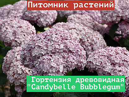 Саженцы Гортензия древовидная Candybelle Bubblegu