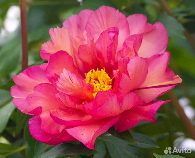 Пионы Ито гибриды