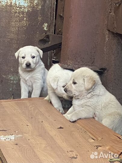Собака в добрые руки щенок