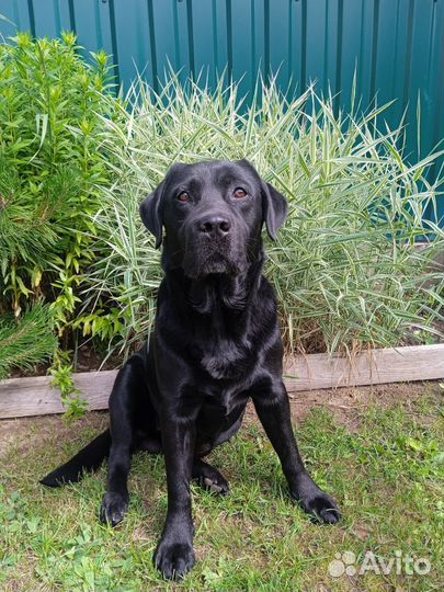 Лабрадор вязка