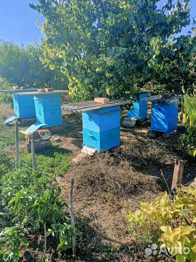 Продам пасеку