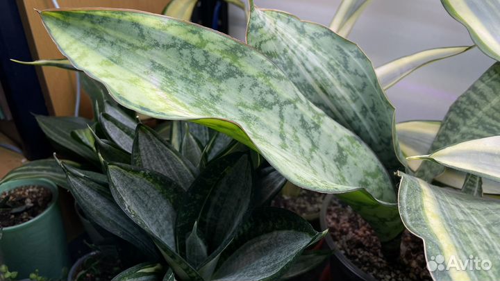 Сансевиерия сортовая коллекционные сорта