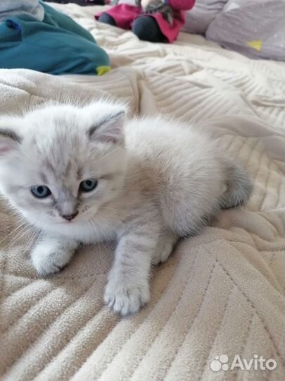 Котенок 1 месяц
