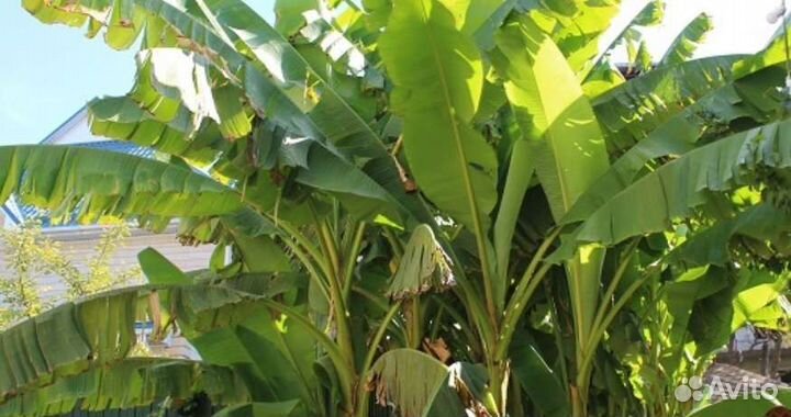 Банановая пальма