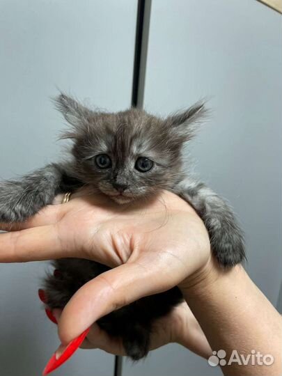 Котенок девочка бесплатно