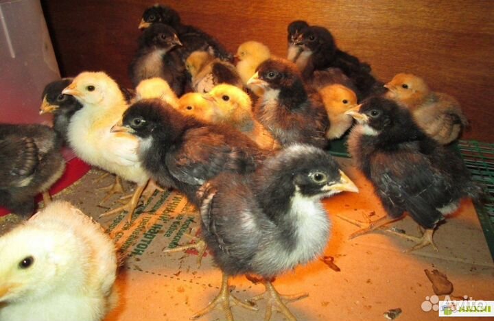Продам цыплят