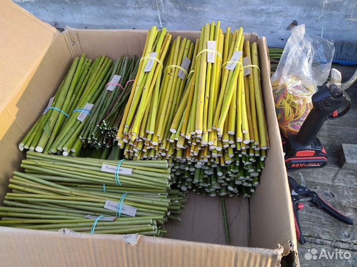 Черенки ивы Американка гигантская и других сортов