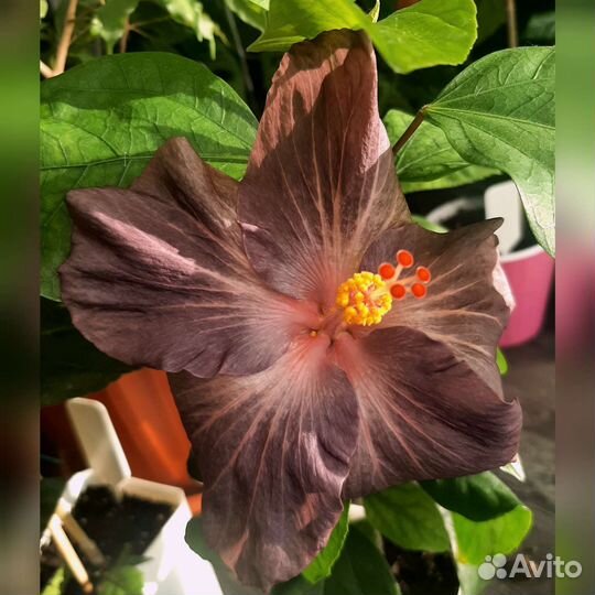 Гибискус AnDu Sugar Plum и Coy beauty, Chis