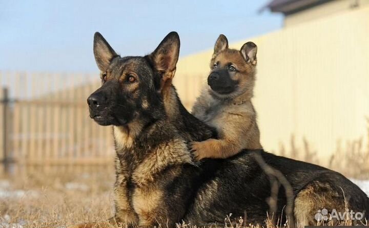 Щенки немцы рабочнго разведения лохмач и стандарт