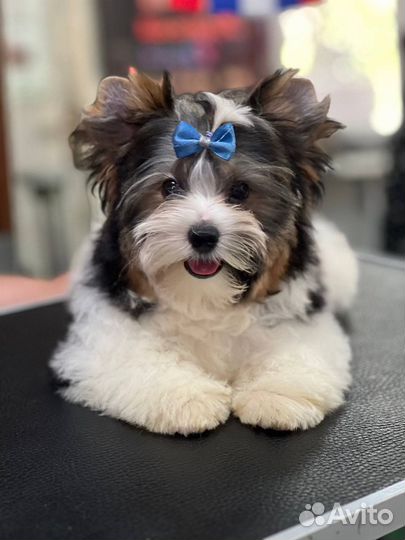 Щенки бивер йорка