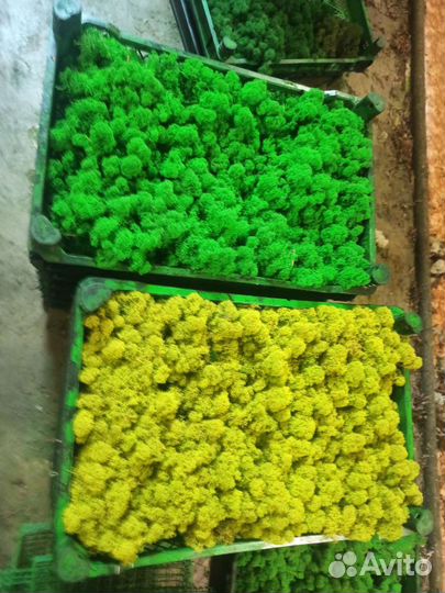 Стабилизированный мох опт розница