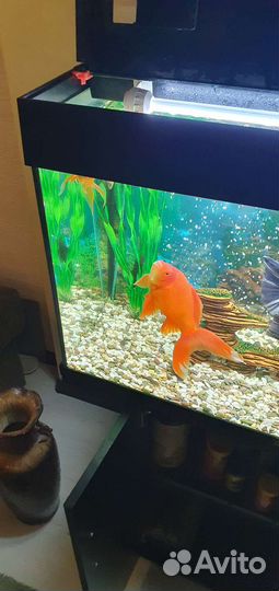 Золотая рыбка (комета)