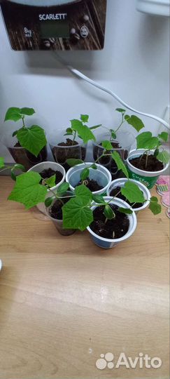 Рассада комнатных огурцов и томатов