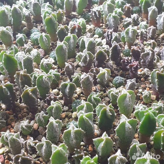 Astrophytum asterias, myriostigma, capricorne