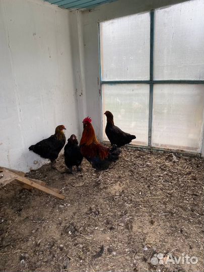 Фавероль куры