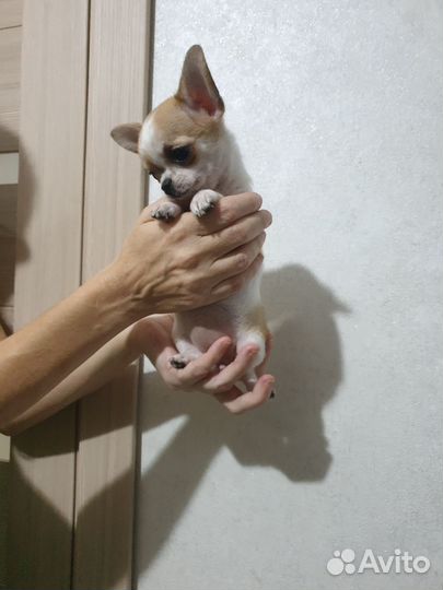 Шикарная мини девочка