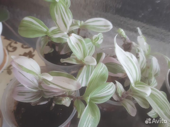 Традесканция розовая