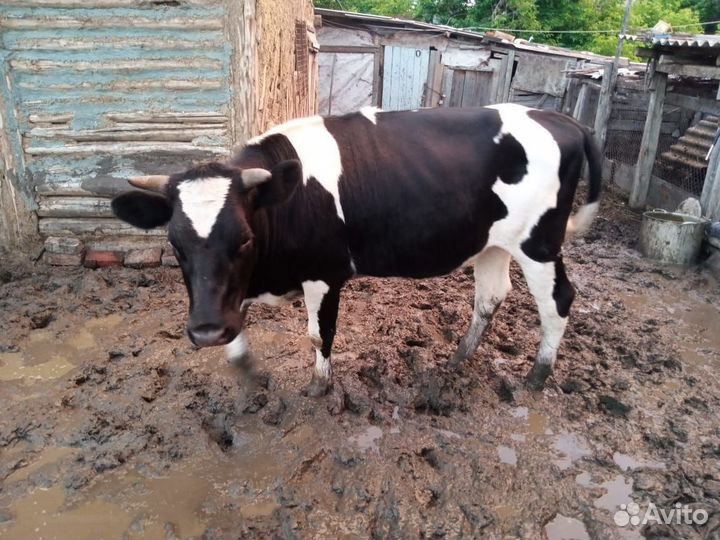 Корова сдельная