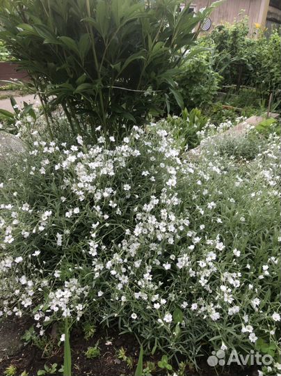 Многолетники