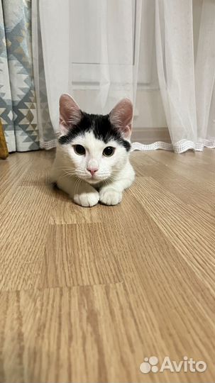 Кот в добрые руки