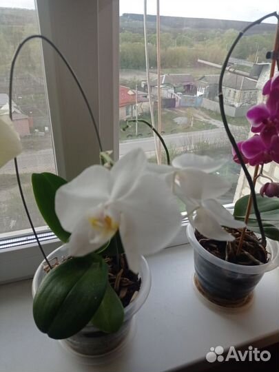 Комнатные цветы