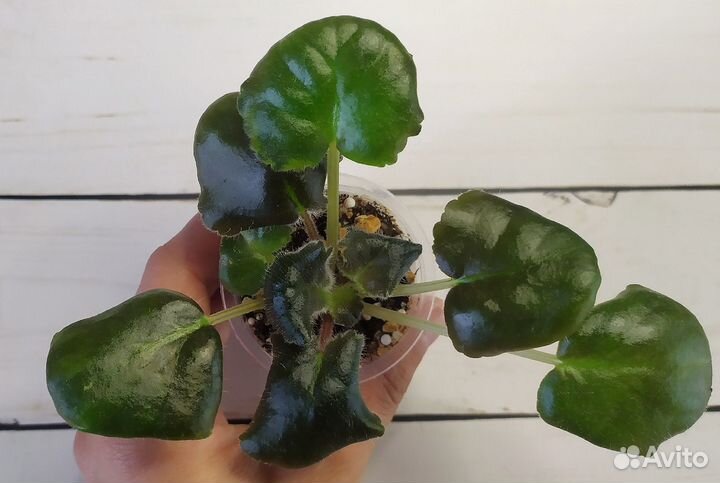 Фиалки сортовые