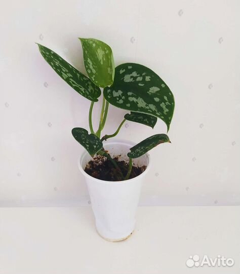 Сциндапсусы