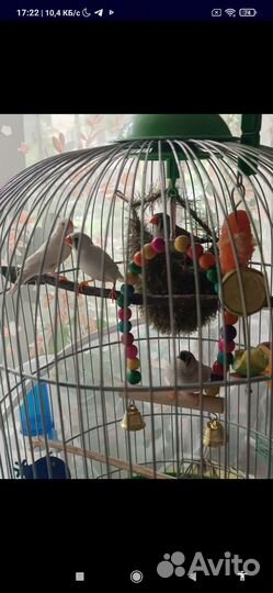 Гнездо для маленьких птичек