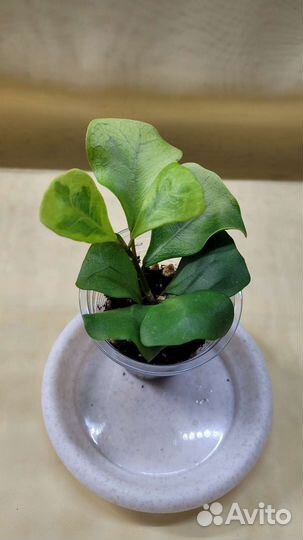 Фикусы (обновлено 20.08)