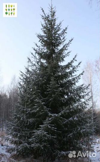 Крупномеры ели