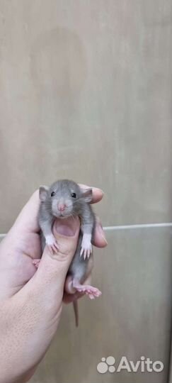 Крысята, крысы, крысы дамбо