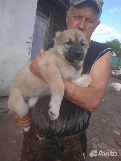 Щенок Кавказской овчарки