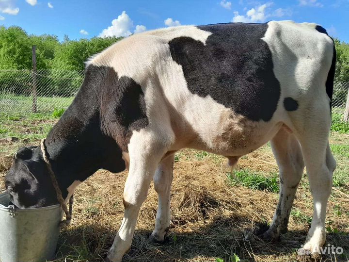 Телята бычки