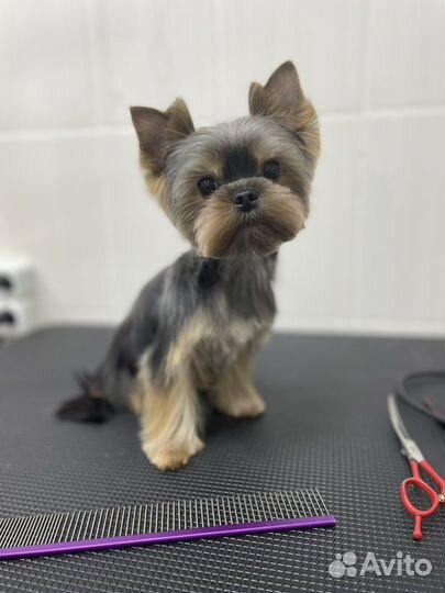 Грумер. Стрижка собак/кошек