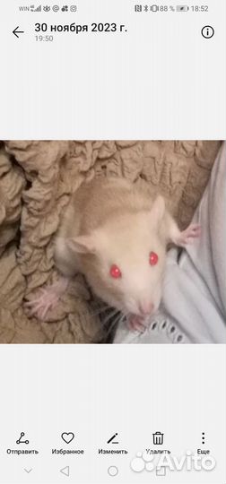 Крыса с клеткой бесплатно