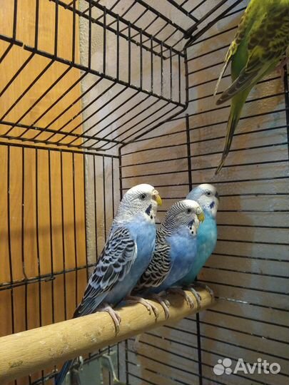 Волнистые попугаи