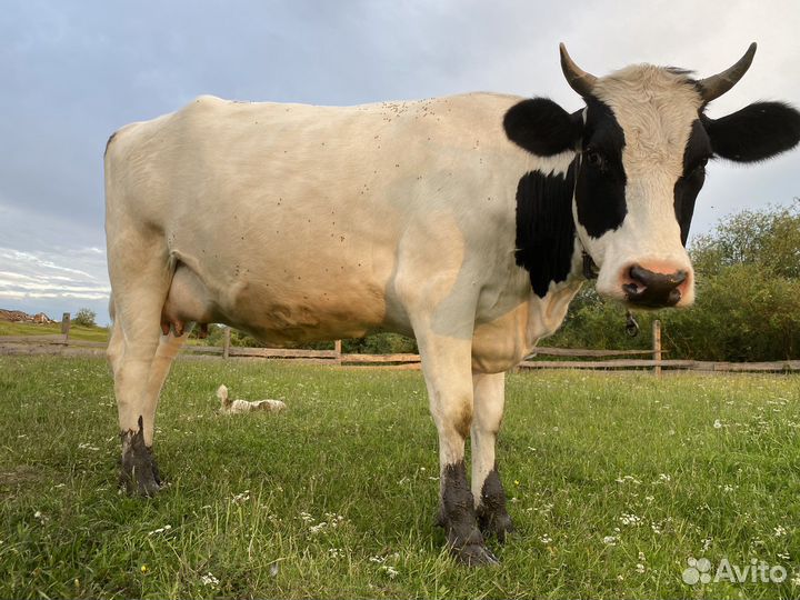 Телка стельная