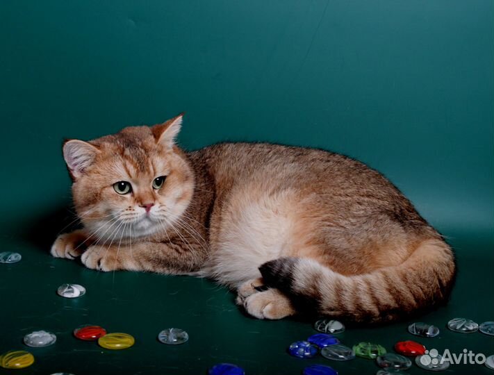 Плюшевые британцы золото и шоколад на вязку