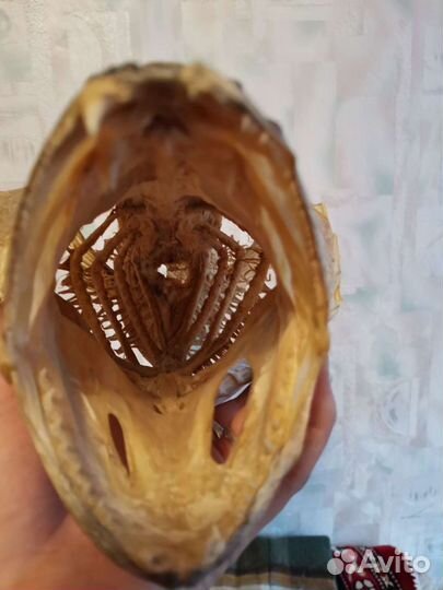 Чучело рыбы