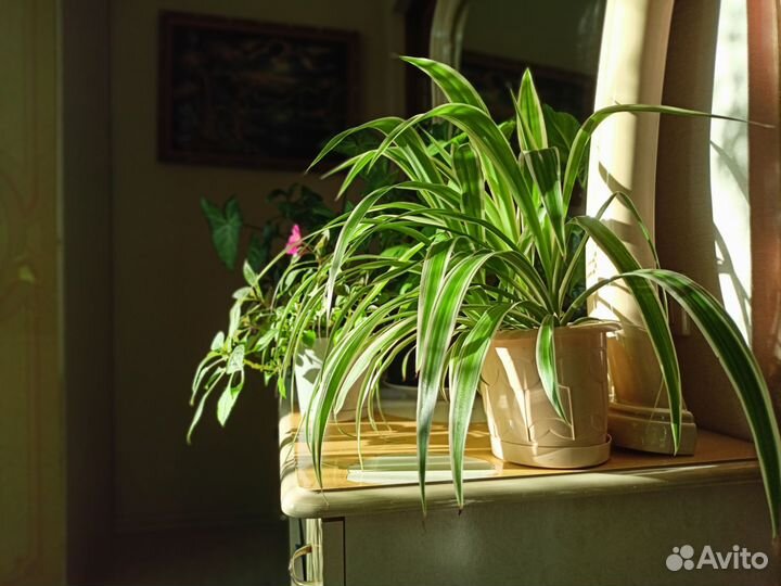 Хлорофитум