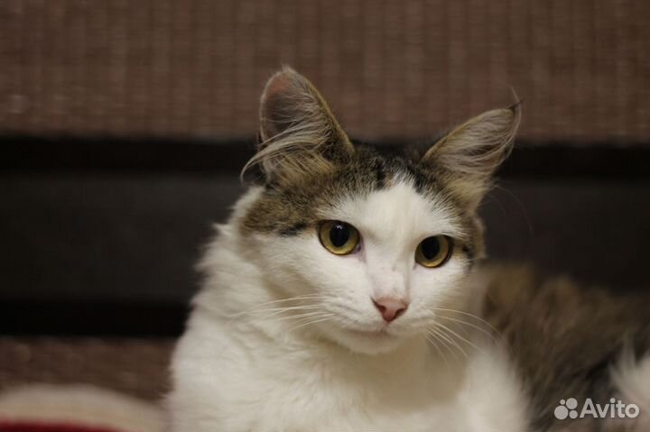 Кошечка Марта очень ждёт маму